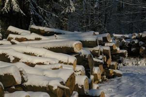 Snow covered logs